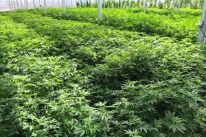 Oregon marijuana growers eye opportunities in hemp