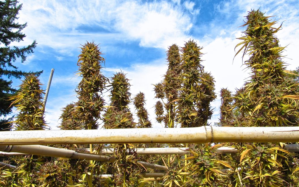 Можно ли выращивать марихуану в калифорнии крупные семена марихуаны