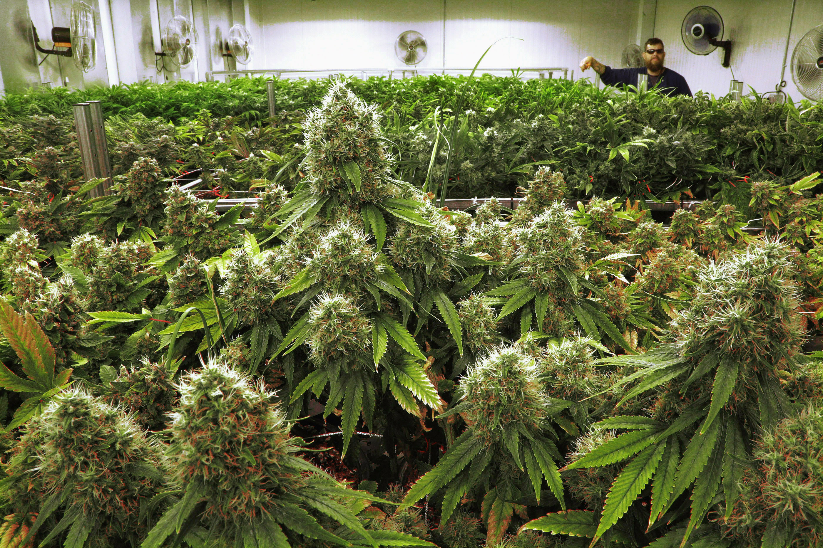 Kentucky: Legislation to Establish a Comprehensive Medical Marijuana Program