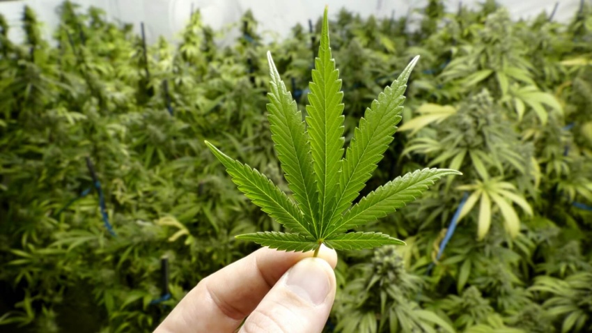 Federal: Protect Lawful Medical Marijuana Programs