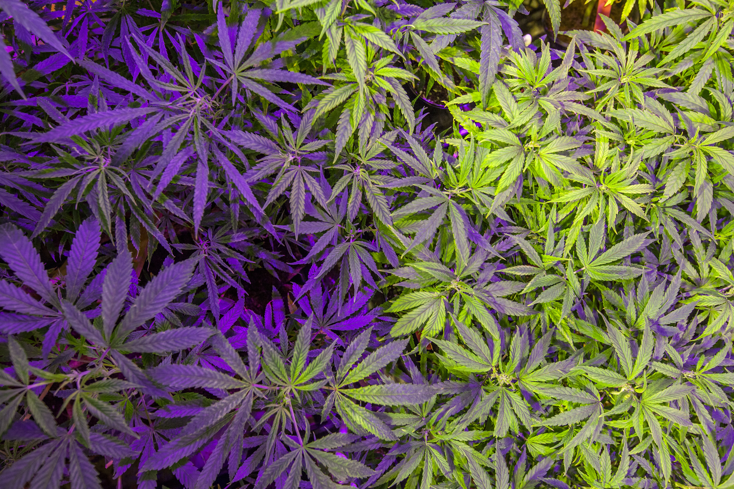 Federal: Continue To Protect Lawful Medical Marijuana Programs