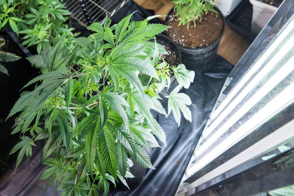 How to Grow Cannabis Indoors: A Beginner’s Guide for Canadians
