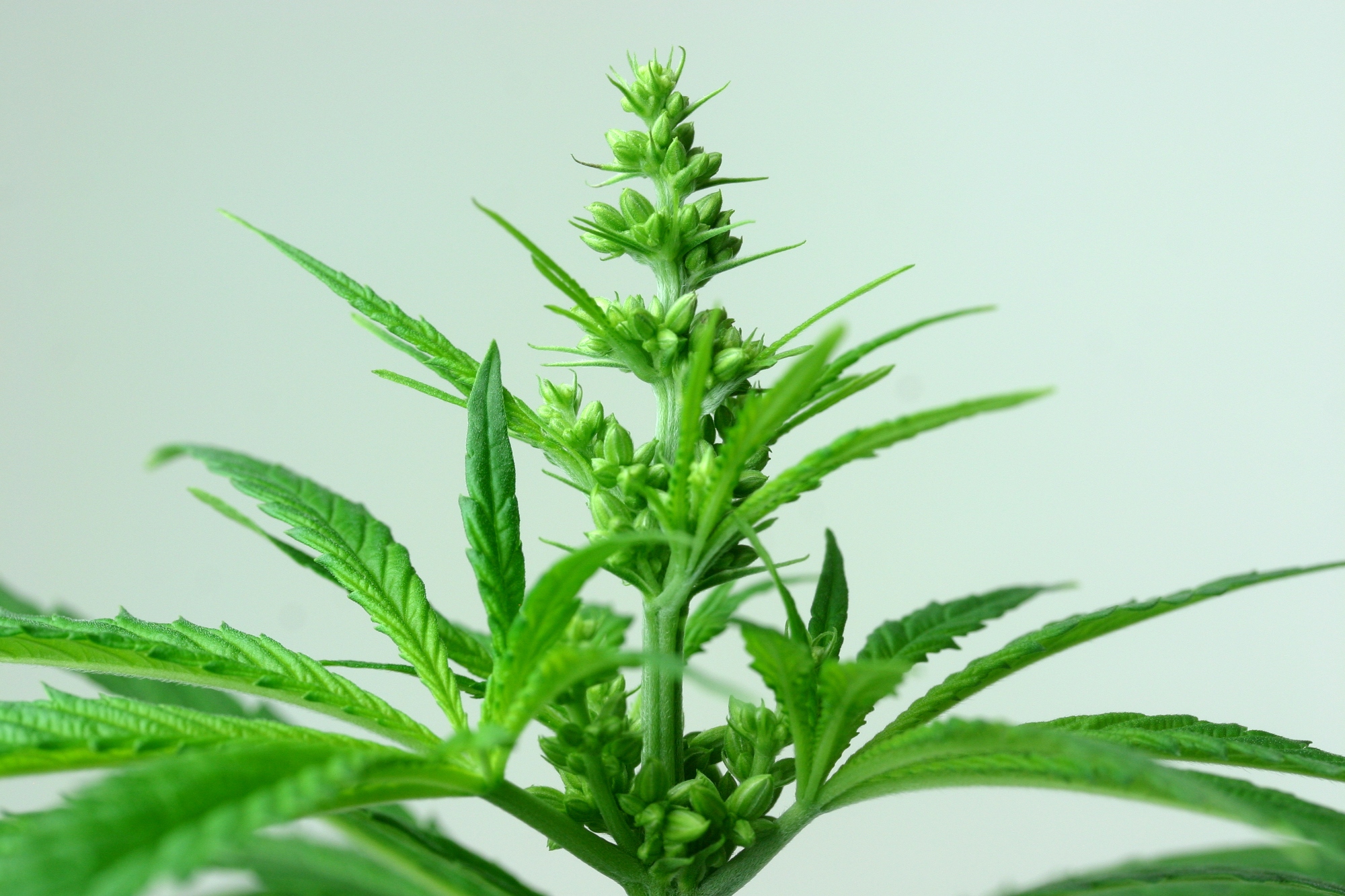 Federal: Protect Lawful Medical Marijuana Programs