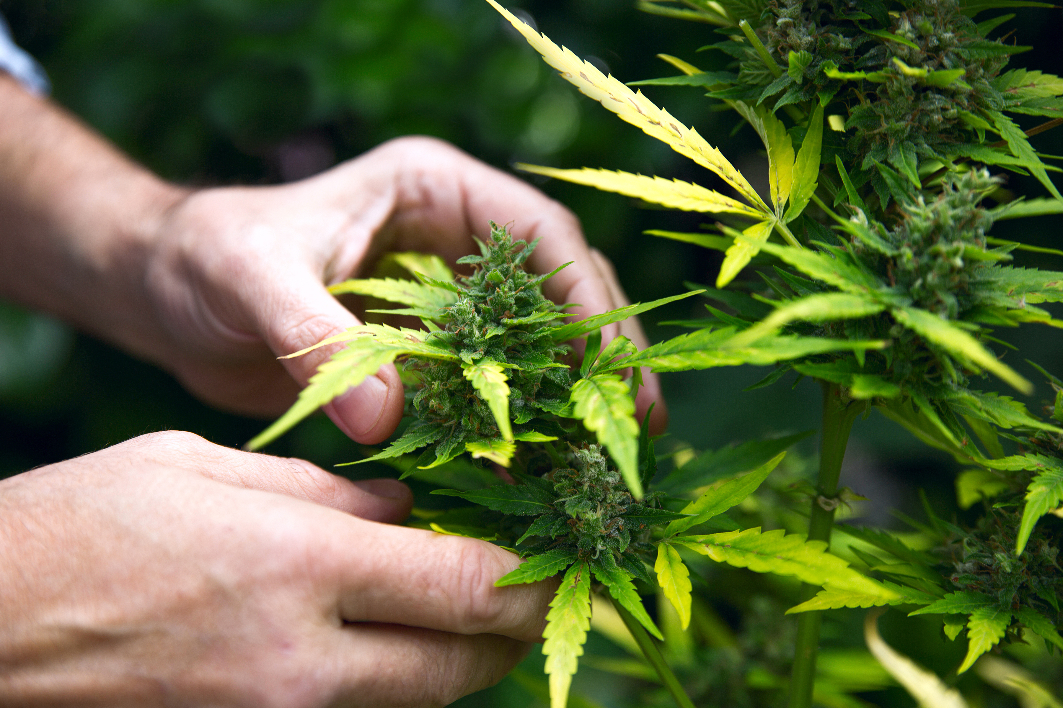 Federal: Bipartisan Coalition Introduces The Medical Marijuana Research Act of 2016