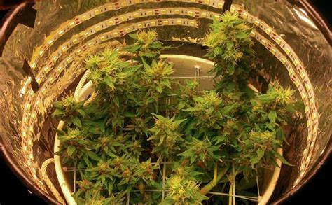 No April Fools’ Joke: Cannabis Sales Finally Legal in New Mexico Starting April 1