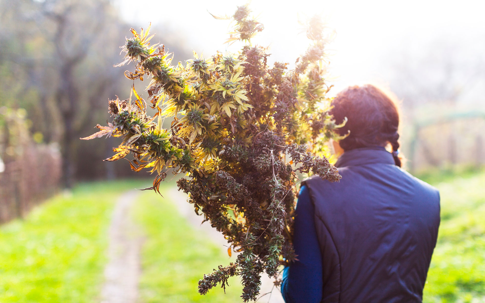 What Is #Croptober? Celebrating Cannabis Harvest Season