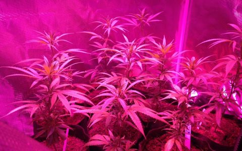 How to Grow Cannabis (Legally) at Home in Michigan