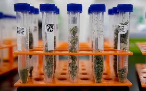 California Cannabis Lab Director Caught Faking Pesticide Tests