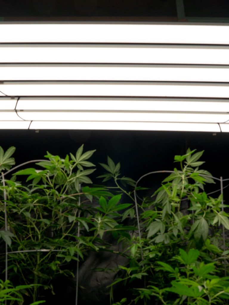 How VividGro is Evolving LED Lights for Cannabis Grows