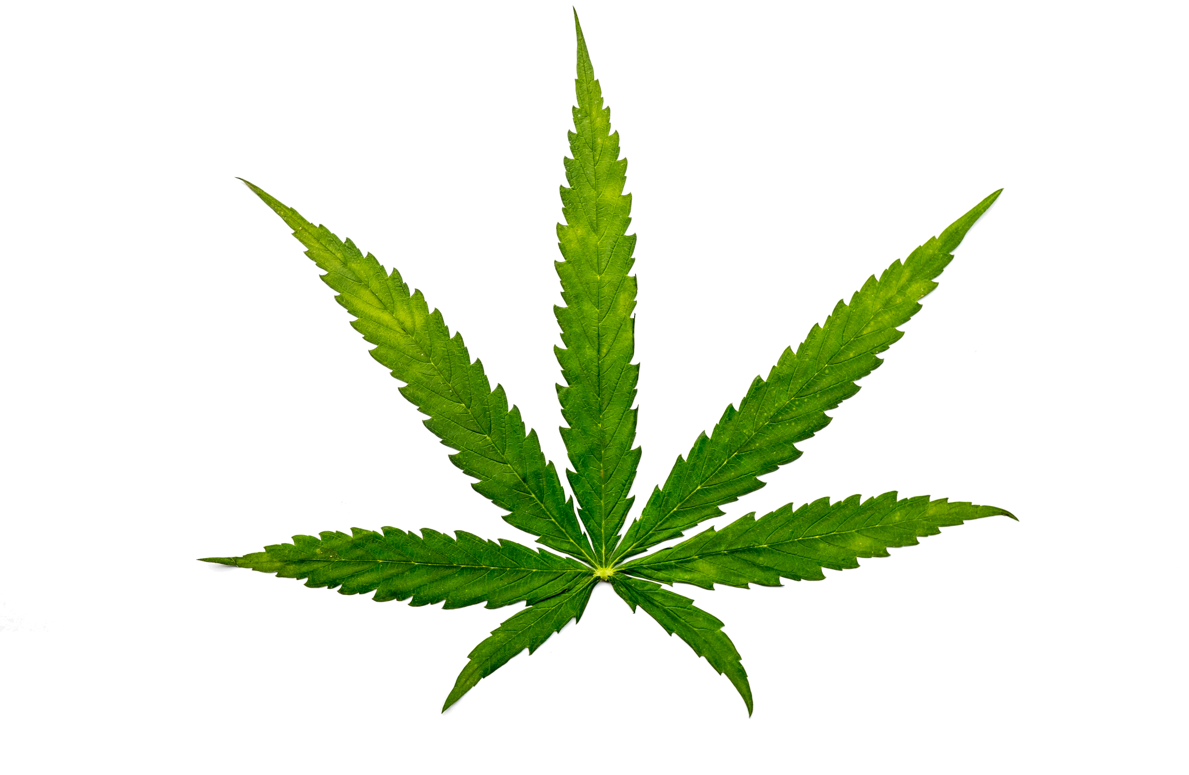 Virginia: Tell The Crime Commission to Decriminalize Marijuana