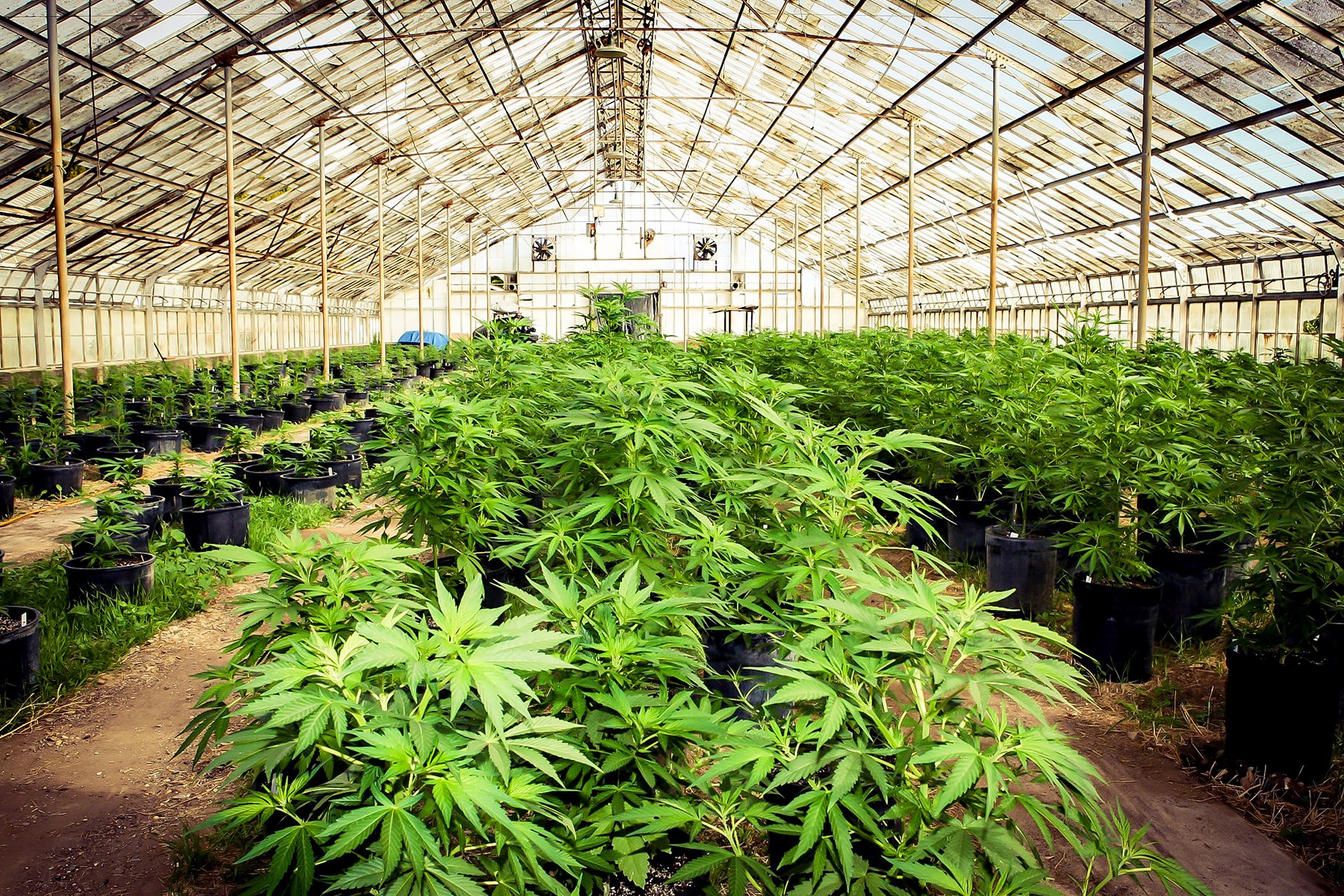 Federal: Bipartisan Coalition Introduces The Medical Marijuana Research Act of 2016