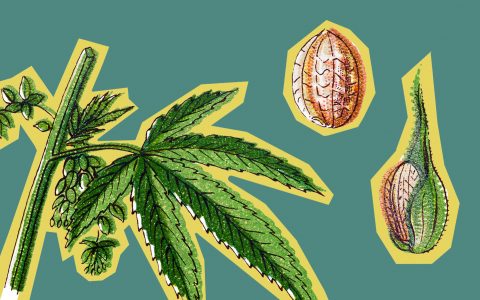 5 Cannabis Breeders Who Changed the Game