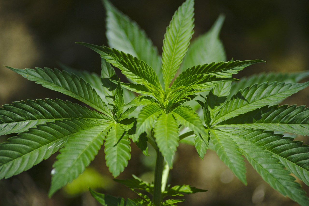 Delaware: Legislation To Add PTSD To Medical Marijuana Signed By Governor