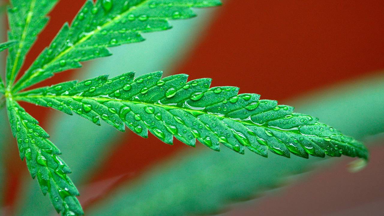 Indiana: Pending Legislation Seeks to Provide Medical Marijuana Access