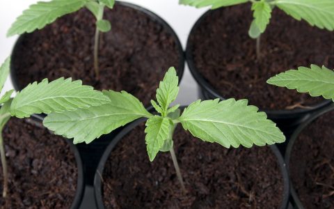 Canada’s First Legal Rec Seeds Now For Sale in Ontario