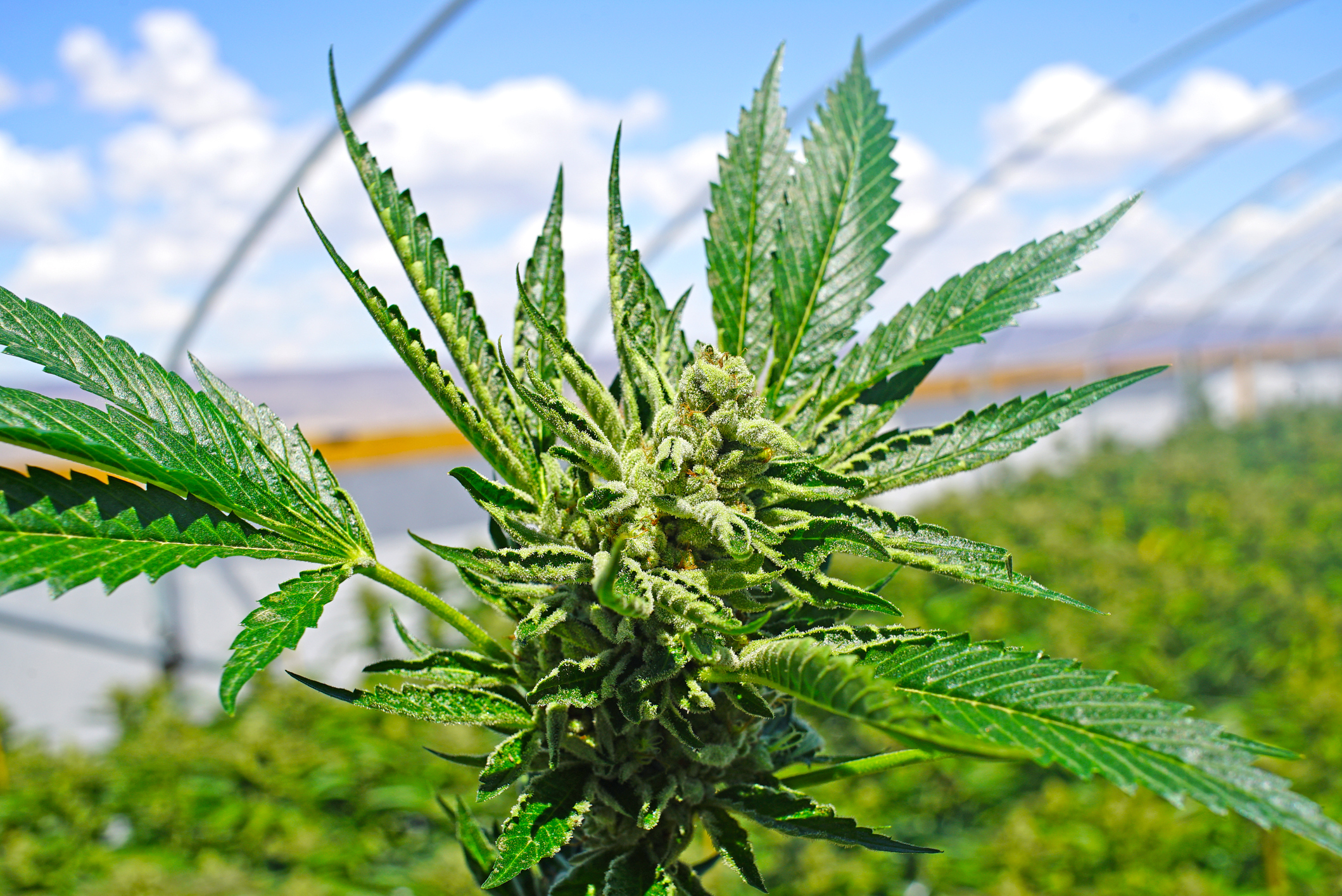 Federal: Legislation Pending To Halt Forfeiture Actions Against Marijuana Facilities