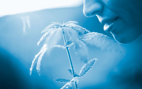 Grow Your Greatest: Tips & Tricks for Massachusetts Cannabis Growers
