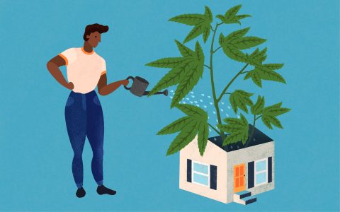 Tips for Growing Cannabis in a Tiny Space