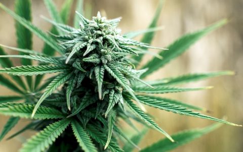 Growing in Paradise: A Beginner’s Guide to Outdoor Cannabis in Tropical Climates
