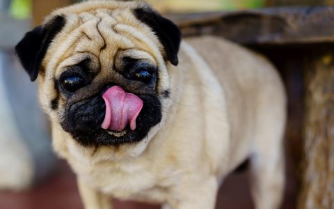 Can Pets Get High Off Secondhand Cannabis Smoke?
