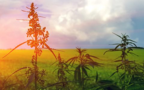 Is Legal Hemp About to Ruin America’s Outdoor Cannabis Crops?