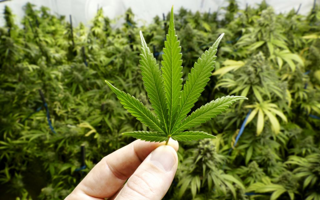 CBD hemp cannabis