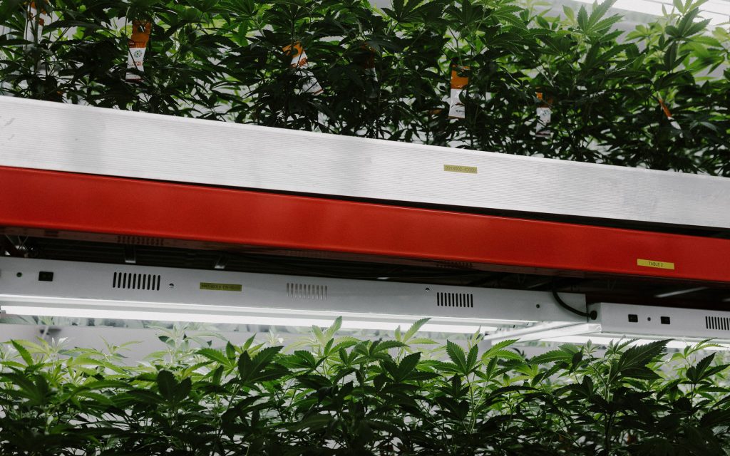 How Cannabis Cultivation Has Advanced Farming Technologies