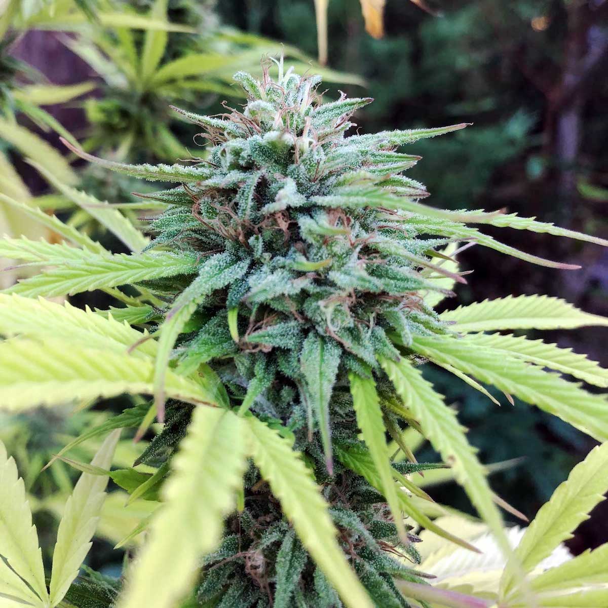 Marijuana gardening tips - best new strains of 2019 CBD glue tide