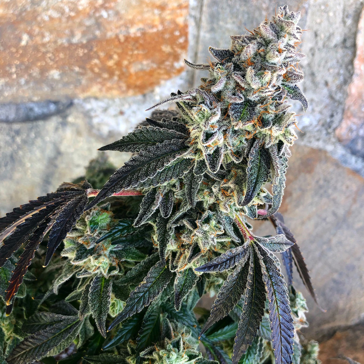 Marijuana gardening tips - best new strains of 2019 - driz-nipper