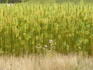 Senate Agriculture Committee to Address Industrial Hemp Production