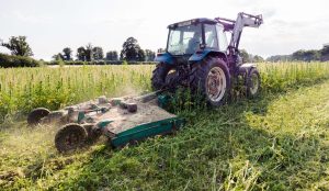 One of UK’s largest hemp farms forced to destroy crop amid policy changes