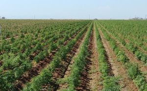 USDA: Crop insurance available for some hemp growers for 2020 season
