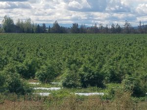 Oregon hailstorm update: Hemp crops recovering but may not have time to flower