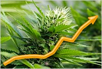 Majority of Virginians Favor Legalizing Marijuana