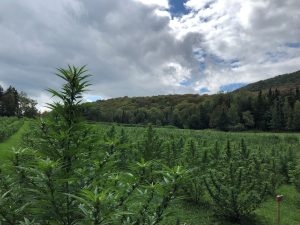 USDA announces domestic hemp production program; rules to be published this week