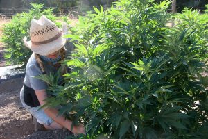 Cross-pollination drives growing disputes between marijuana, hemp farmers
