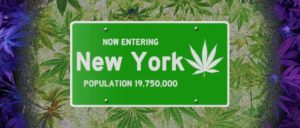 New York: Empire State NORML Files Suit Seeking Patients’ Access to Medical Cannabis While on Probation