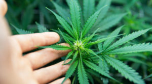 South Dakota: Adult-Use Marijuana Initiative Certified for 2020 Ballot