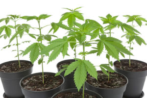 Report: Federal Marijuana Prosecutions Declining