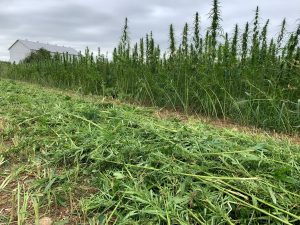 Insiders share harvest, storage tips to avoid costly mistakes in hemp farming