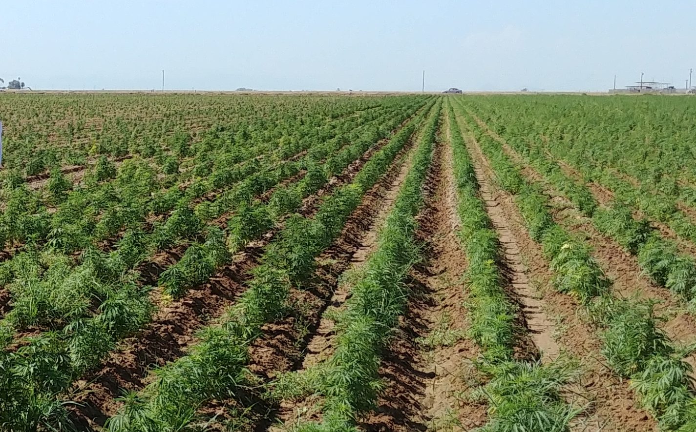 Another 6 states, 3 Indian tribes get hemp cultivation plan OK from USDA