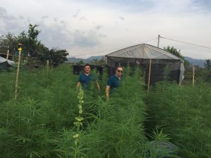 Colombia company’s hemp exports to U.S. stalled amid pandemic delays
