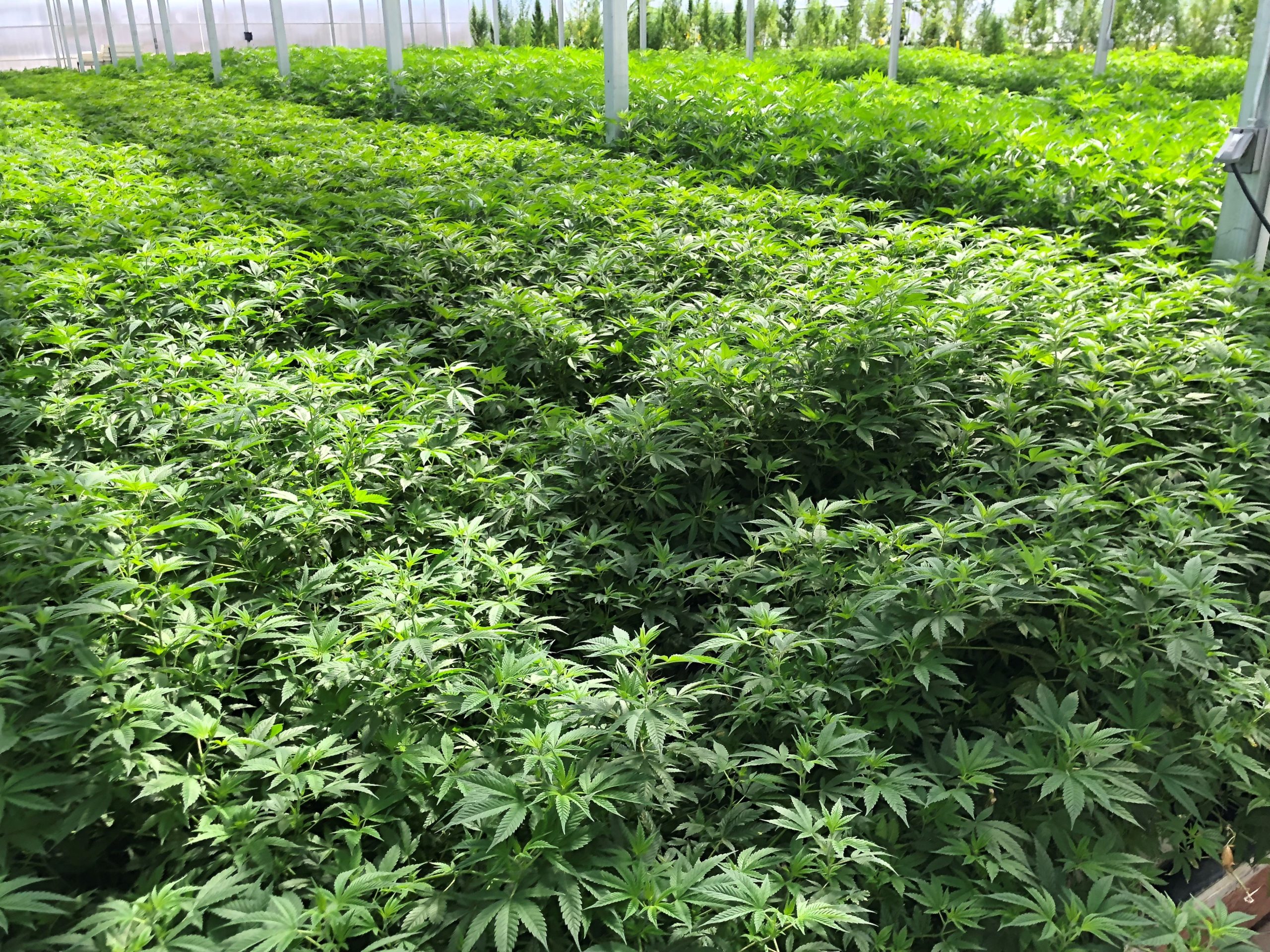 Licensed hemp, medical marijuana grower in UK bought by investment group