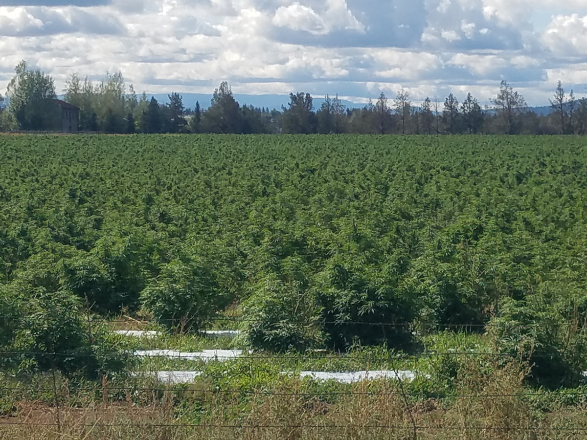 Oregon’s HempNova buys another Oregon hemp grower