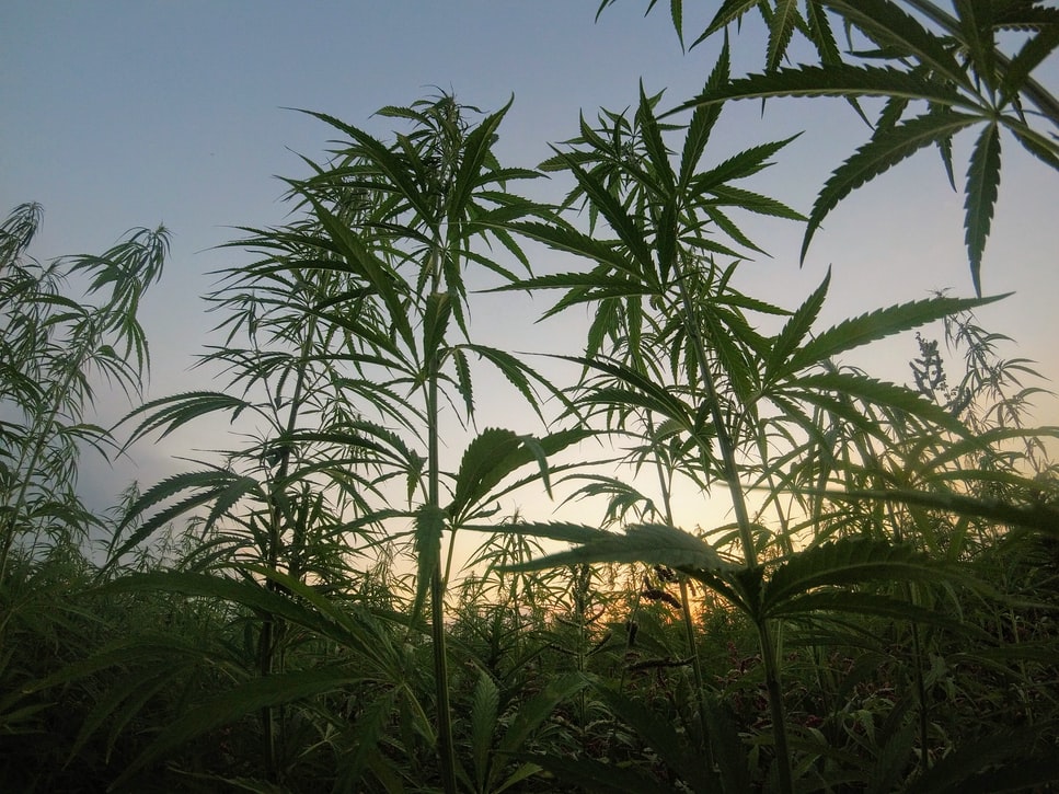 Private investment in Puerto Rico needed for hemp industry to thrive, official says