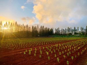 Hawaii’s agricultural economy has high hopes for hemp after sugar cane, pineapple pull out