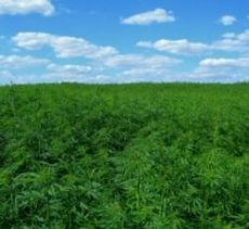 Panama, Guyana, considering legalizing hemp cultivation