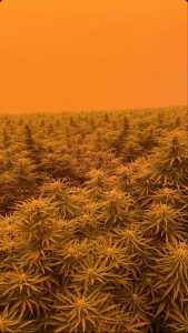 Are your hemp crops safe? FSOil conducts study following the 2020 Oregon Wildfires
