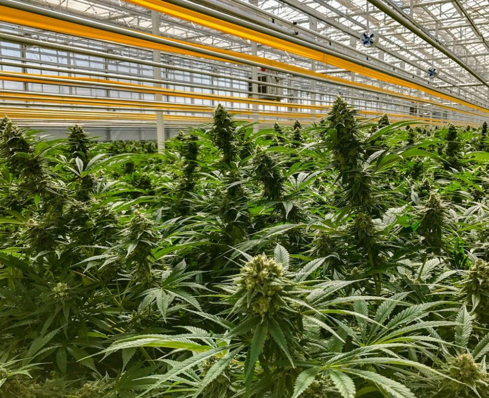 Aphria, Tilray to form biggest global cannabis company by revenue