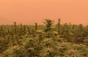 Mitigating loss: How hemp producers can protect crops against disaster
